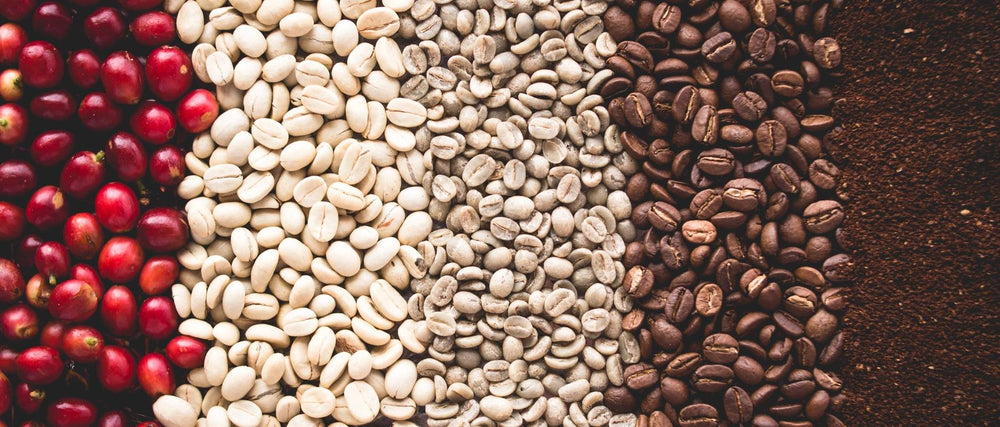 The Top 7 Steps of Bringing Coffee from Farm to Cup