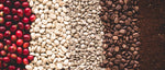 The Top 7 Steps of Bringing Coffee from Farm to Cup