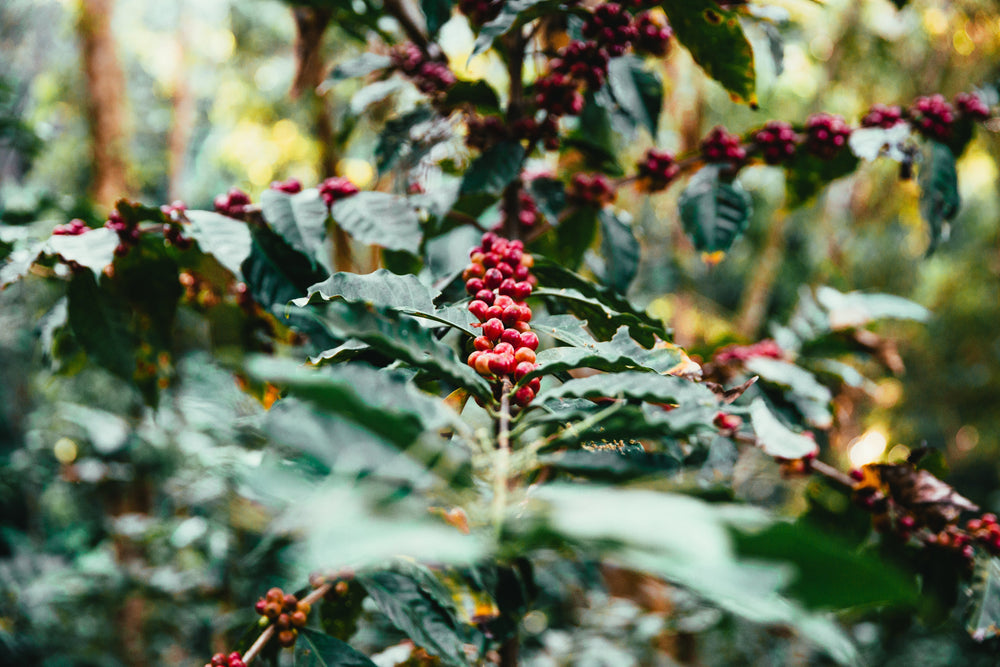 A Journey Through Time: Unraveling the History of the Coffee Bean