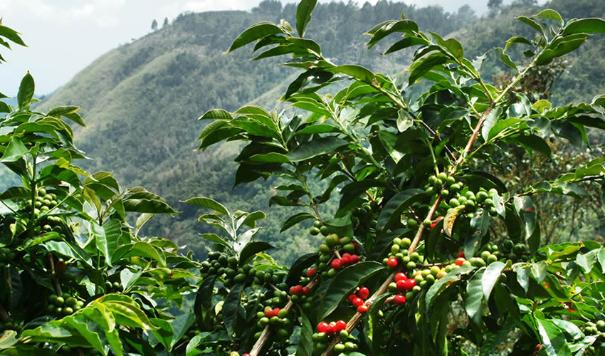 Discover the Deliciousness of Rwanda Kigali Specialty Coffee