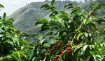 Discover the Deliciousness of Rwanda Kigali Specialty Coffee
