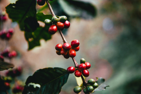 The Journey of a Coffee Bean: From Farm to Cup