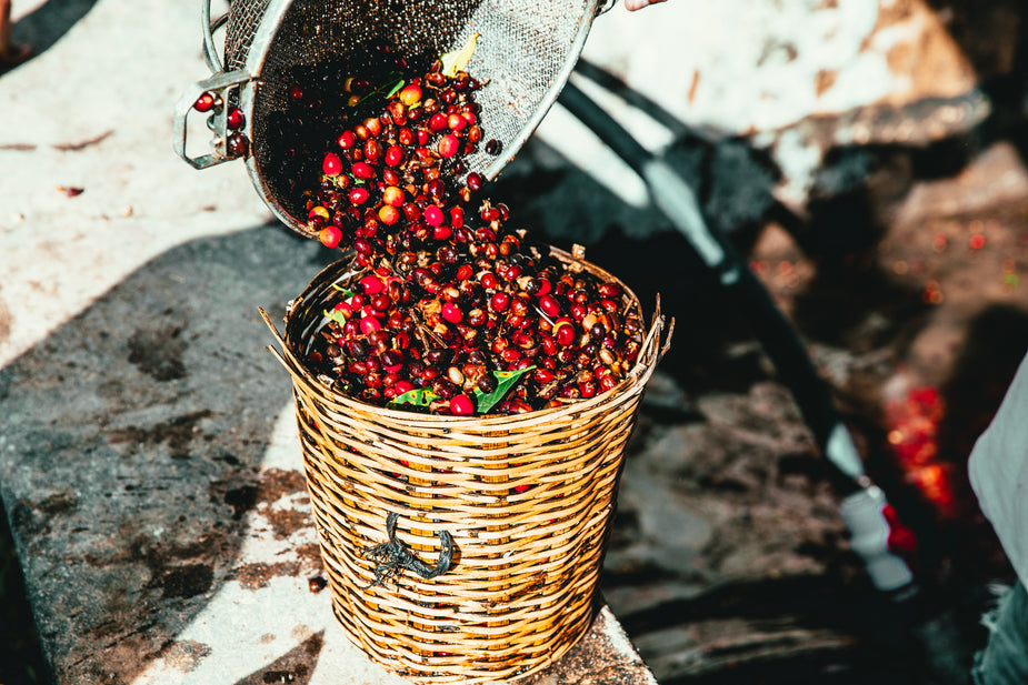 What is Specialty Coffee? A Complete Guide for Coffee Lovers